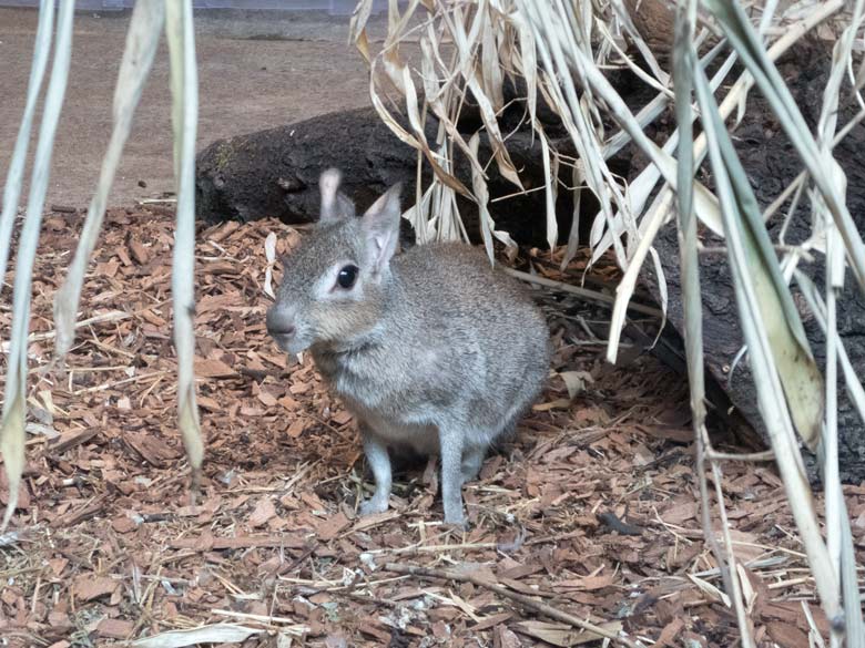 Zwergmara am 8. Juli 2018 im Gehege des Mittelamerikanischen Tapirs im Südamerikahaus im Wuppertaler Zoo