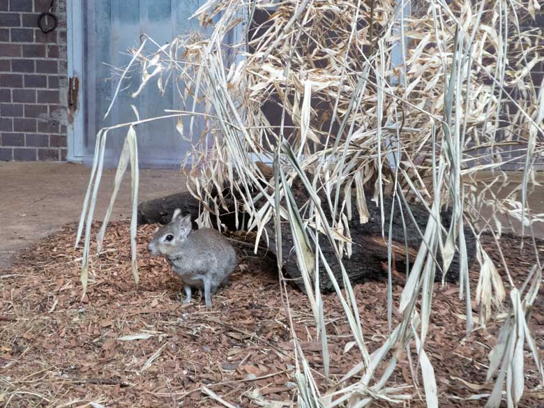 Zwergmara am 8. Juli 2018 im Gehege des Mittelamerikanischen Tapirs im Südamerikahaus im Zoologischen Garten Wuppertal