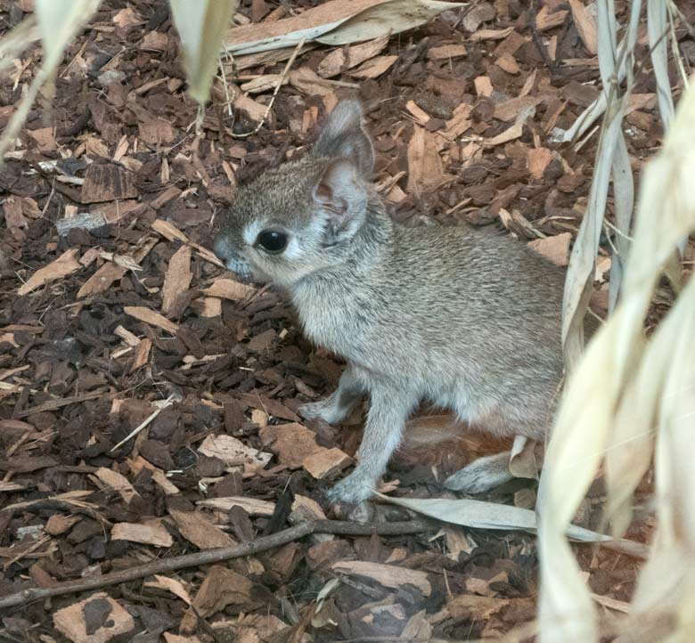 Zwergmara-Jungtier am Tag seiner Geburt, dem 15. Juli 2018, im Südamerikahaus im Zoologischen Garten Wuppertal