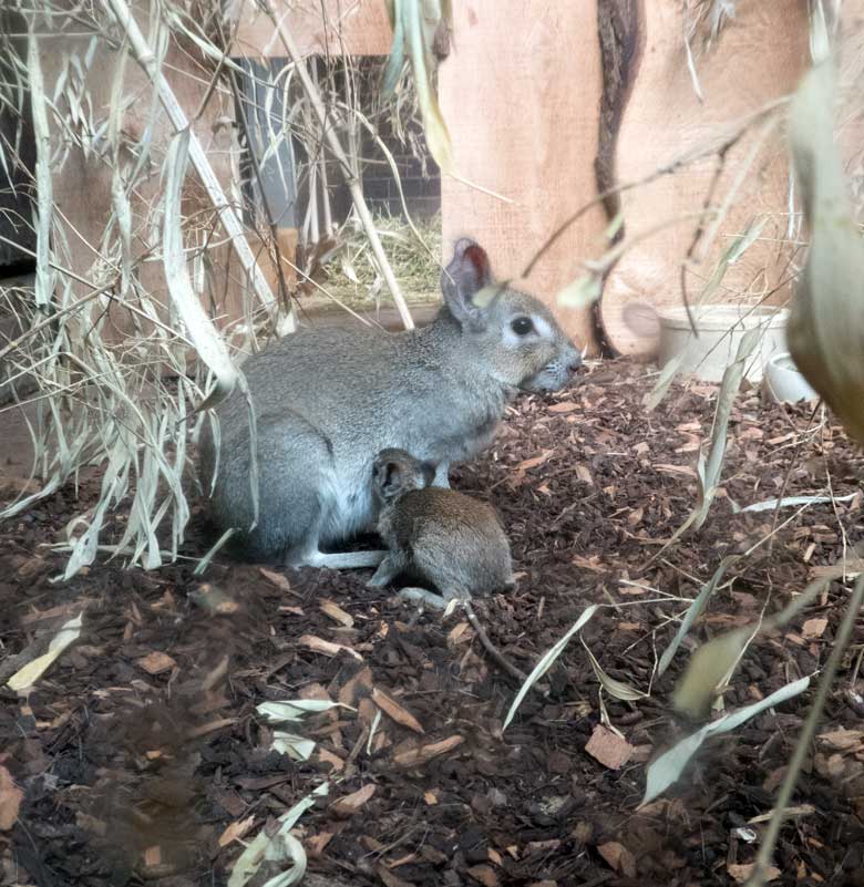 Zwergmara mit Jungtier am 15. Juli 2018 im Südamerikahaus im Grünen Zoo Wuppertal