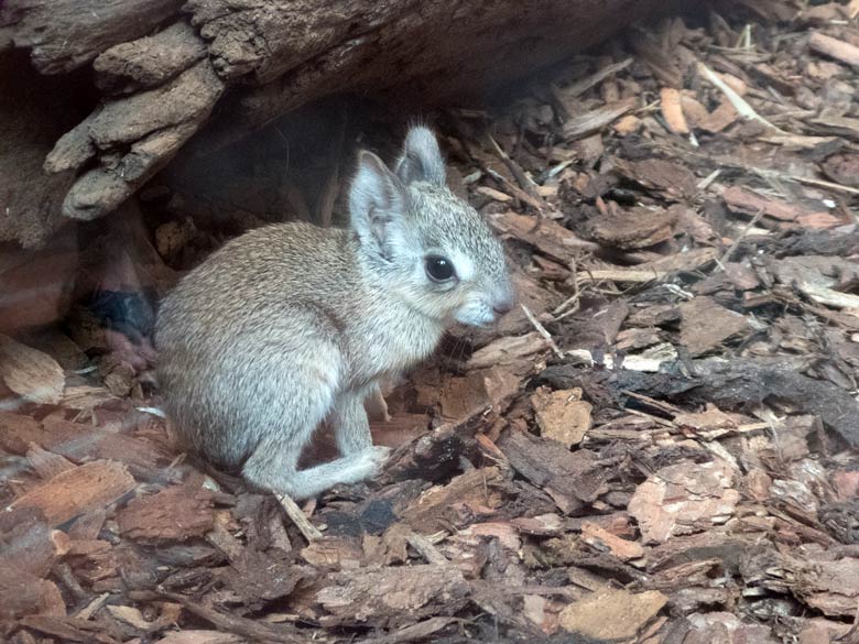 Zwergmara-Jungtier an seinem ersten Lebenstag, dem 15. Juli 2018, im Südamerikahaus im Zoologischen Garten der Stadt Wuppertal