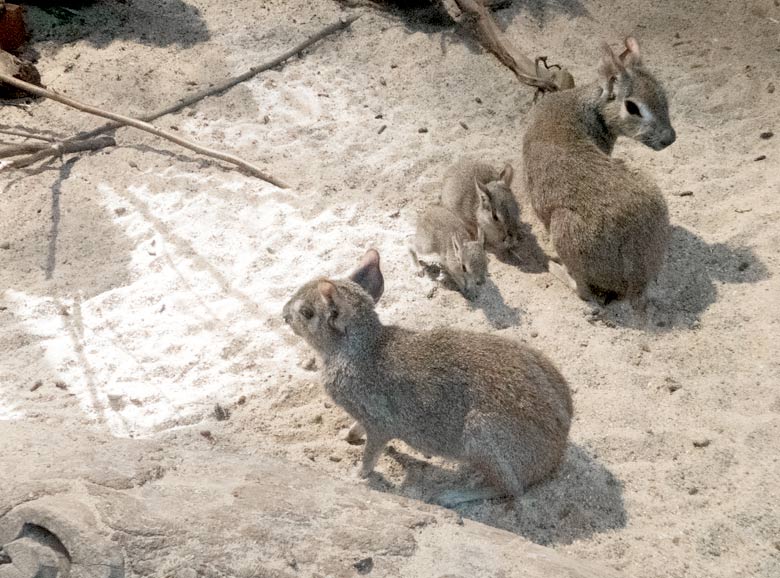 Zwergmaras mit Jungtieren am 24. Juli 2018 im Südamerikahaus im Zoologischen Garten Wuppertal