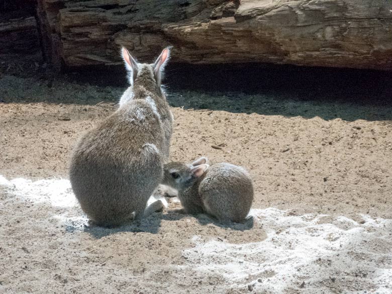 Zwergmara mit dem vor über einer Woche geborenen Jungtier am 24. Juli 2018 im Südamerikahaus im Grünen Zoo Wuppertal