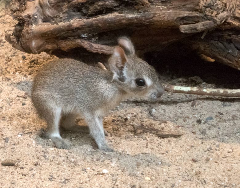 Zwergmara-Jungtier am 27. Juli 2018 im Südamerikahaus im Zoologischen Garten Wuppertal