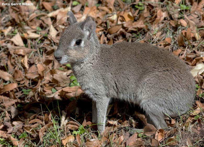 Zwergmara am 9. September 2018 auf der Außenanlage im Zoologischen Garten Wuppertal (Foto Gerrit Nitsch)