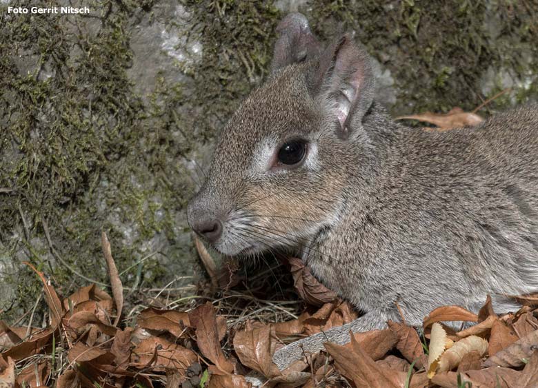 Zwergmara am 9. September 2018 auf der Außenanlage im Wuppertaler Zoo (Foto Gerrit Nitsch)