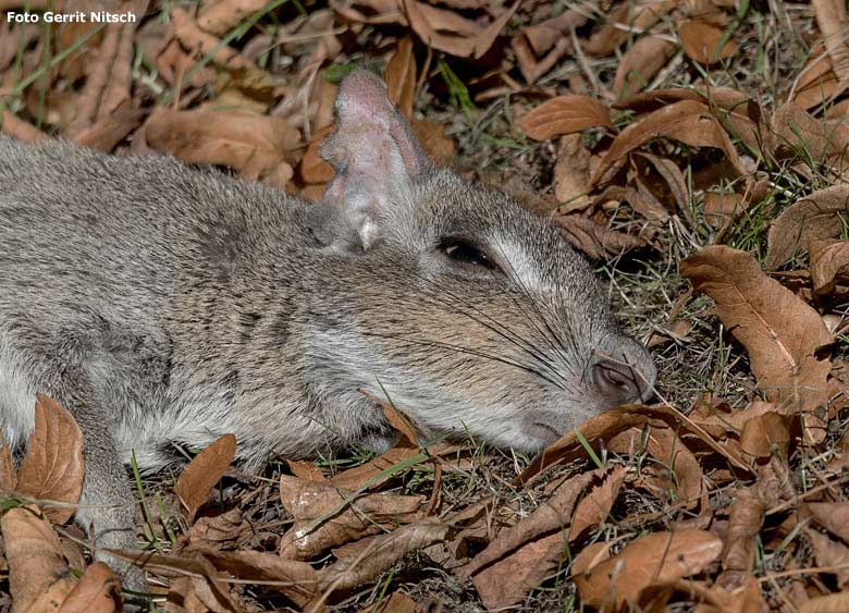 Zwergmara am 9. September 2018 auf der Außenanlage im Zoologischen Garten der Stadt Wuppertal (Foto Gerrit Nitsch)