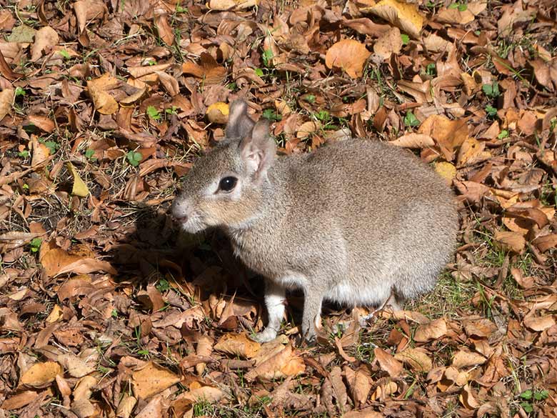 Zwergmara am 3. Oktober 2018 auf der Außenanlage am Südamerikahaus im Zoologischen Garten Wuppertal