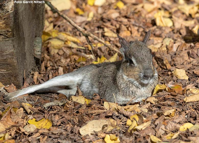 Kleine Mara am 8. November 2018 auf der Außenanlage am Südamerika-Haus im Grünen Zoo Wuppertal (Foto Gerrit Nitsch)