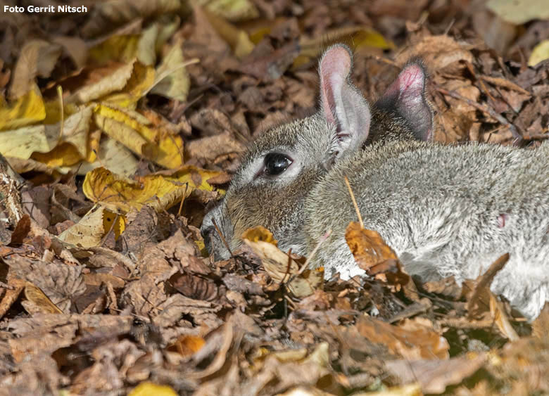 Kleine Mara am 8. November 2018 auf der Außenanlage am Südamerika-Haus im Zoo Wuppertal (Foto Gerrit Nitsch)