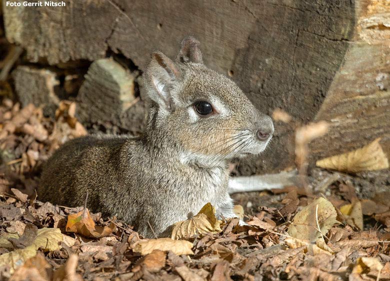 Kleine Mara am 8. November 2018 auf der Außenanlage am Südamerika-Haus im Zoologischen Garten Wuppertal (Foto Gerrit Nitsch)