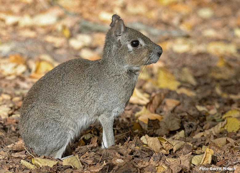 Kleine Mara am 8. November 2018 auf der Außenanlage am Südamerika-Haus Grünen im Wuppertaler Zoo (Foto Gerrit Nitsch)