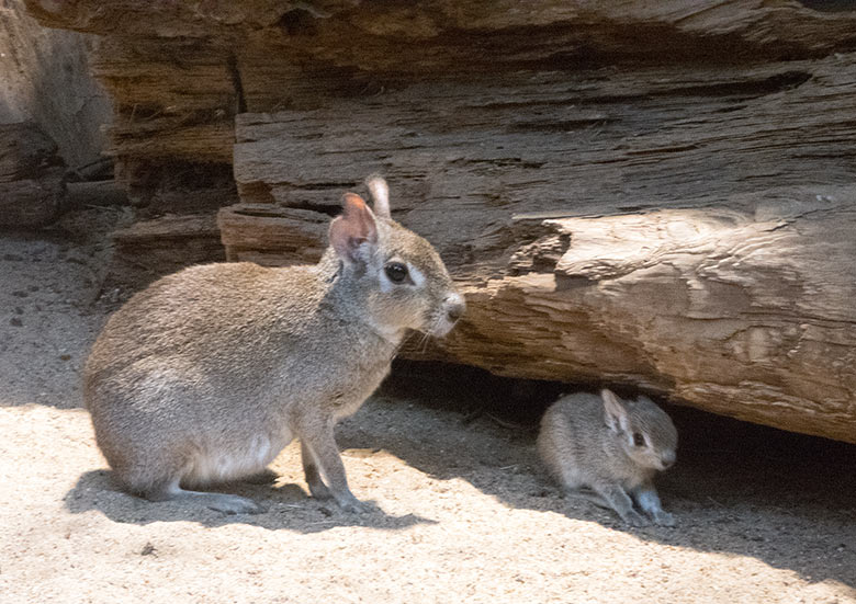 Zwergmara Jungtier am 10. November 2018 im Südamerika-Haus im Wuppertaler Zoo