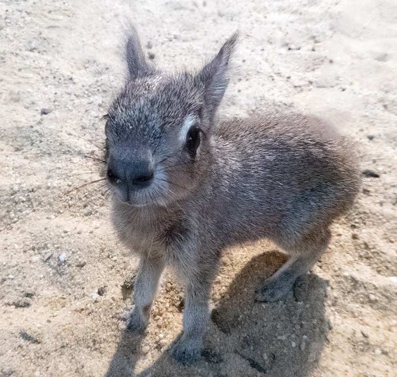 Zwergmara-Jungtier am 6. Januar 2019 im Südamerika-Haus im Grünen Zoo Wuppertal