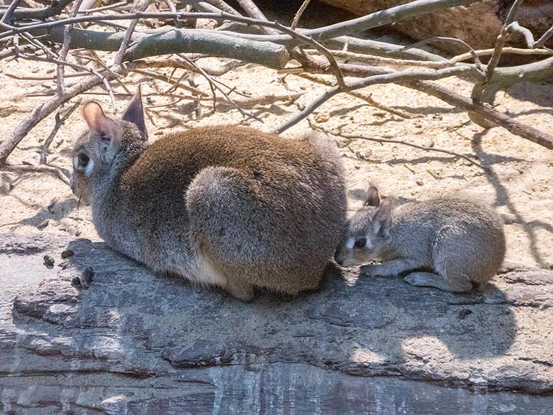 Zwergmara mit Jungtier am 6. Januar 2019 im Südamerika-Haus im Zoologischen Garten der Stadt Wuppertal