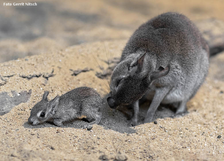 Zwergmara mit Jungtier am 10. April 2019 im Südamerika-Haus im Zoologischen Garten Wuppertal (Foto Gerrit Nitsch)