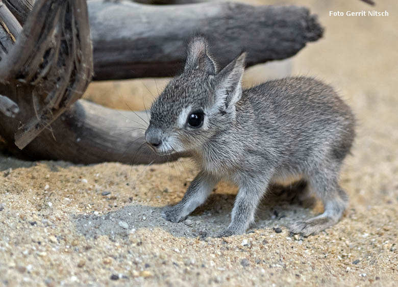 Zwergmara-Jungtier am 10. April 2019 im Südamerika-Haus im Grünen Zoo Wuppertal (Foto Gerrit Nitsch)