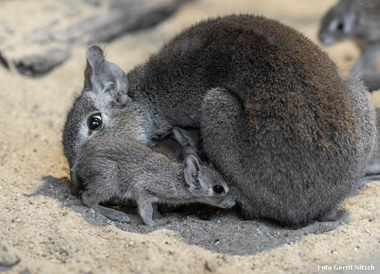 Zwergmara mit Jungtier am 10. April 2019 im Südamerika-Haus im Wuppertaler Zoo (Foto Gerrit Nitsch)