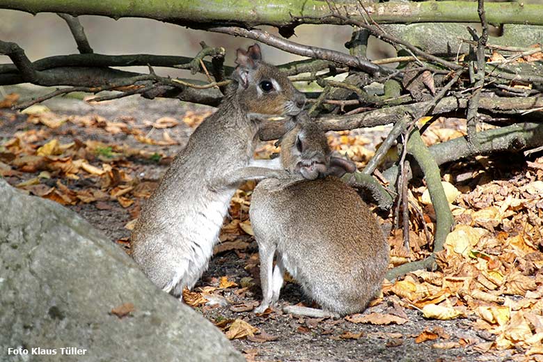 Zwergmaras am 25. Oktober 2019 auf der Außenanlage am Südamerika-Haus im Grünen Zoo Wuppertal (Foto Klaus Tüller)