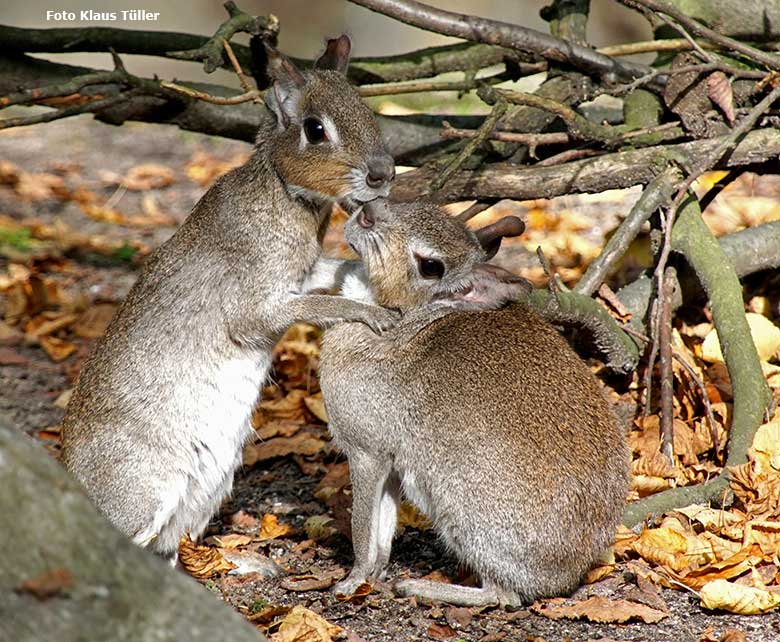 Zwergmaras am 25. Oktober 2019 auf der Außenanlage am Südamerika-Haus im Wuppertaler Zoo (Foto Klaus Tüller)