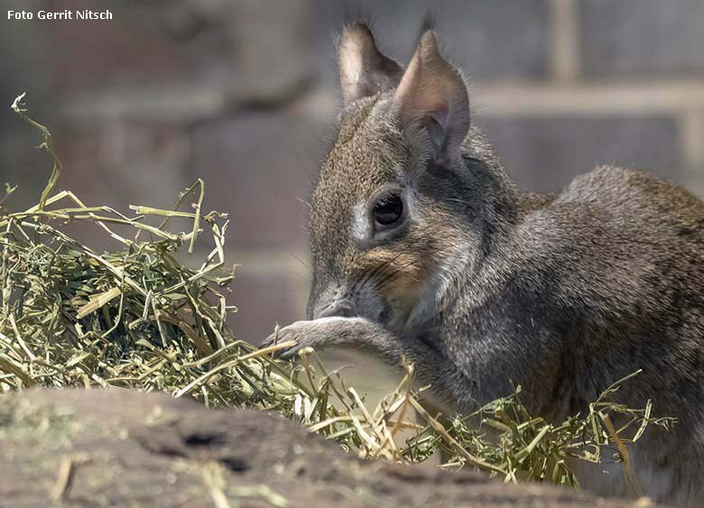 Zwergmara am 15. Dezember 2019 im Innengehege im Südamerika-Haus im Grünen Zoo Wuppertal (Foto Gerrit Nitsch)