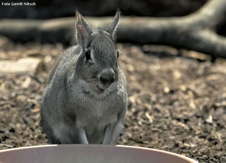 Zwergmara am 15. Dezember 2019 im Innengehege im Südamerika-Haus im Zoologischen Garten Wuppertal (Foto Gerrit Nitsch)