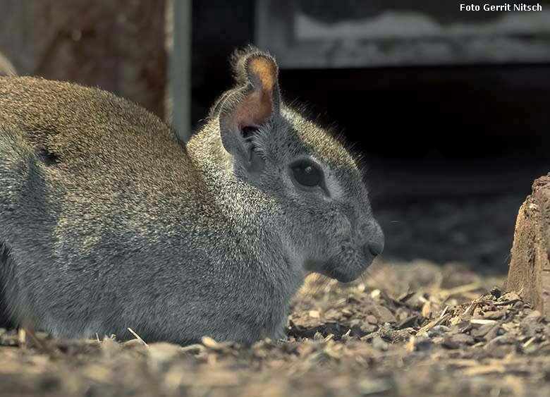 Zwergmara am 15. Dezember 2019 im Innengehege im Südamerika-Haus im Wuppertaler Zoo (Foto Gerrit Nitsch)