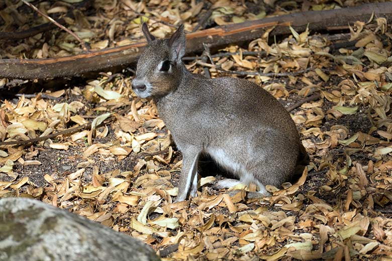 Zwergmara am 27. Juli 2020 auf der Außenanlage am Südamerika-Haus im Grünen Zoo Wuppertal