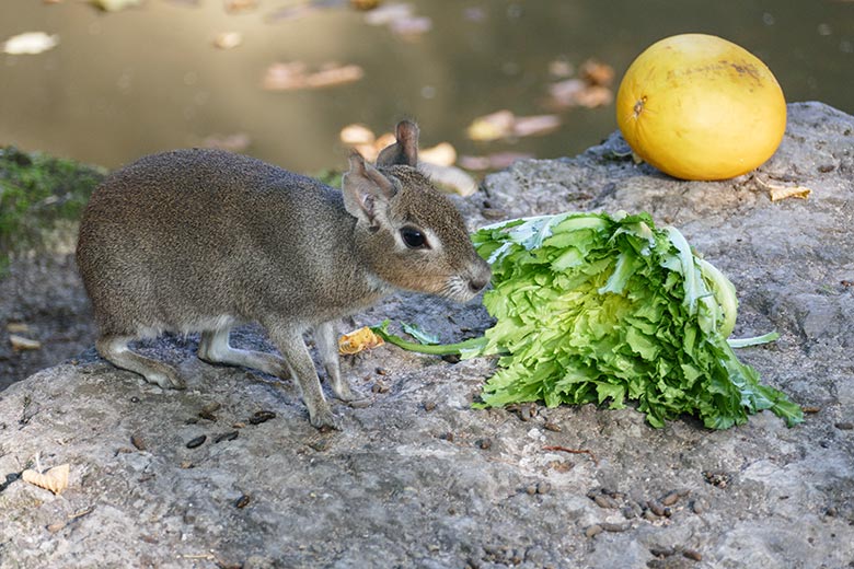 Zwergmara am 21. September 2020 auf der Außenanlage am Südamerika-Haus im Wuppertaler Zoo