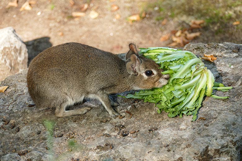 Zwergmara am 21. September 2020 auf der Außenanlage am Südamerika-Haus im Grünen Zoo Wuppertal