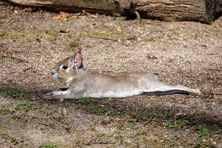 Zwergmara am 23. März 2022 auf der Außenanlage am Südamerika-Haus im Zoologischen Garten Wuppertal