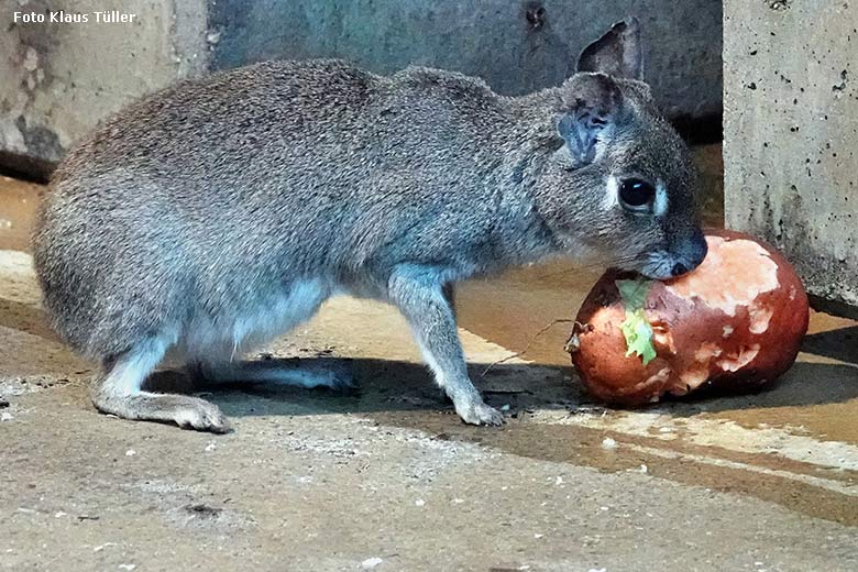 Zwergmara am 24. Januar 2023 im Südamerika-Haus im Grünen Zoo Wuppertal (Foto Klaus Tüller)