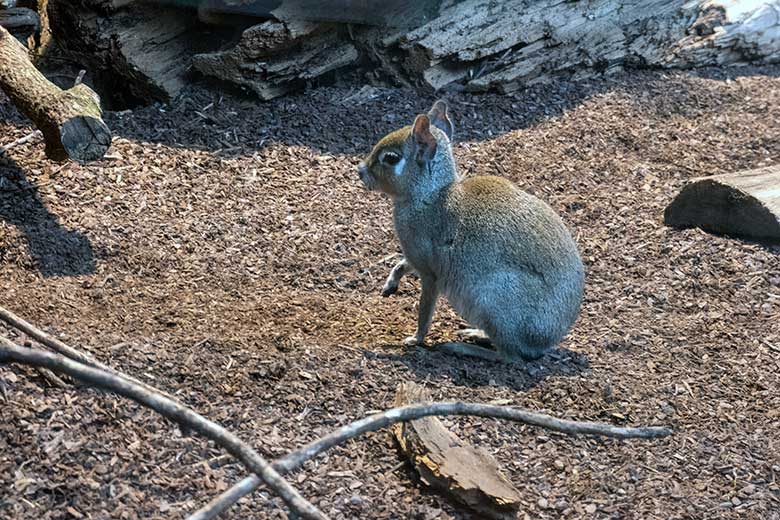 Zwergmara am 17. Januar 2024 im Südamerika-Haus im Zoo Wuppertal