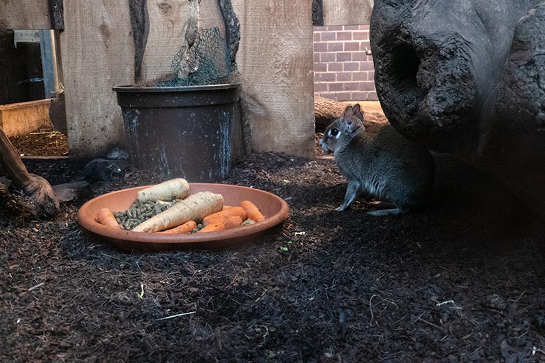 Zwergmara am 21. Januar 2024 im Südamerika-Haus im Zoologischen Garten Wuppertal