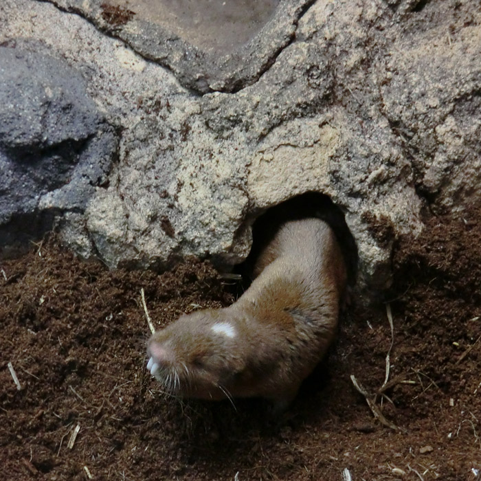 Sambischer Kleingraumull im Wuppertaler Zoo im November 2012