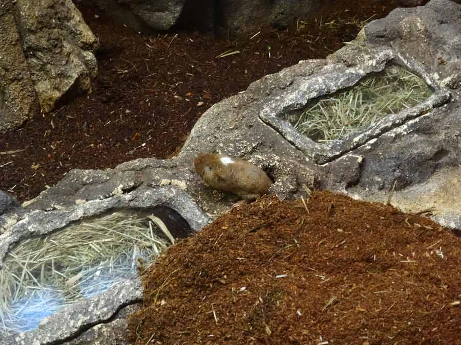 Sambischer Kleingraumull im Zoologischen Garten Wuppertal im Januar 2015