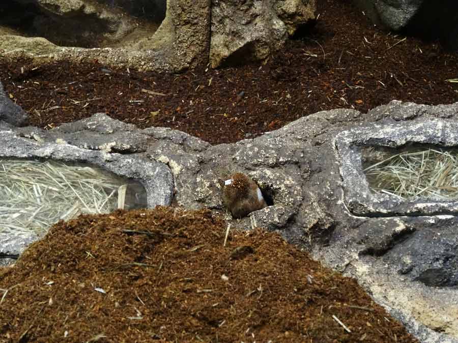 Sambischer Kleingraumull im Grünen Zoo Wuppertal im Januar 2015