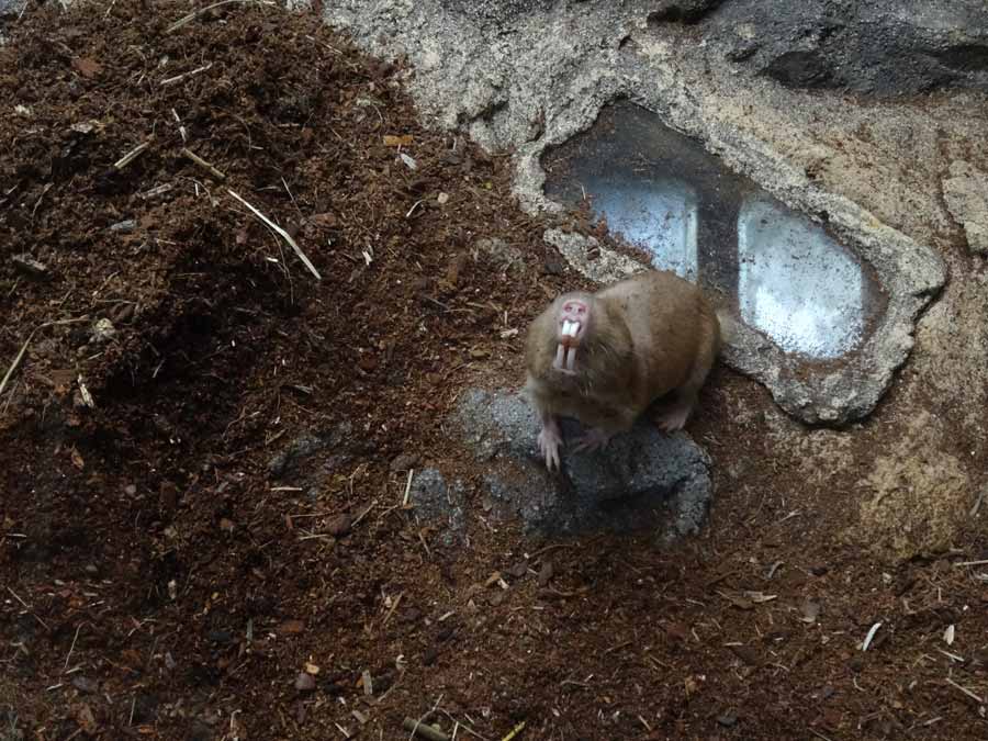 Sambischer Kleingraumull im Zoo Wuppertal im April 2015