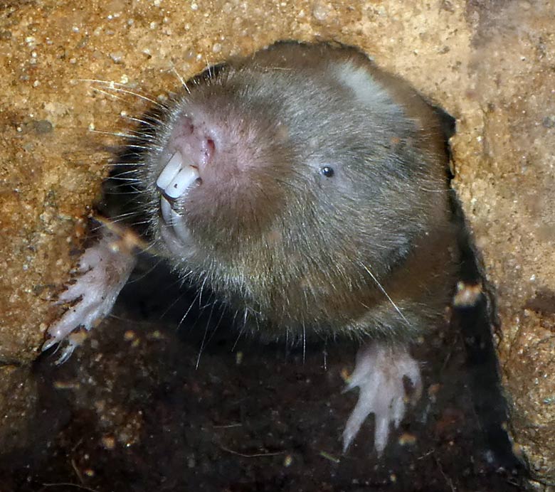 Sambischer Kleingraumull  am 2. Juli 2017 im Großkatzenhaus im Grünen Zoo Wuppertal