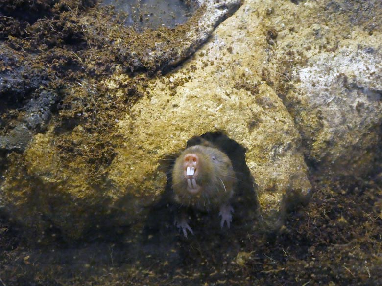 Sambischer Kleingraumull  am 2. Juli 2017 im Großkatzenhaus im Zoologischen Garten der Stadt Wuppertal