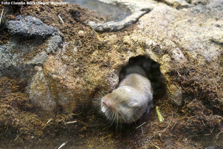 Sambischer Kleingraumull am 9. August 2017 im Terrarium im Großkatzenhaus im Grünen Zoo Wuppertal (Foto Claudia Böckstiegel-Wengler)