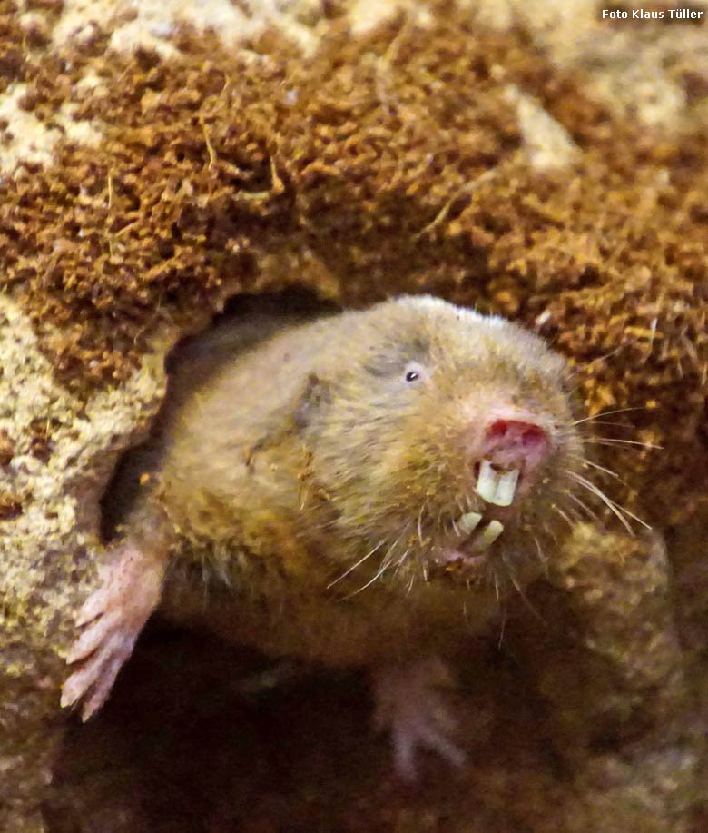 Sambischer Kleingraumull am 16. Dezember 2017 im Großkatzenhaus im Zoologischen Garten Wuppertal (Foto Klaus Tüller)