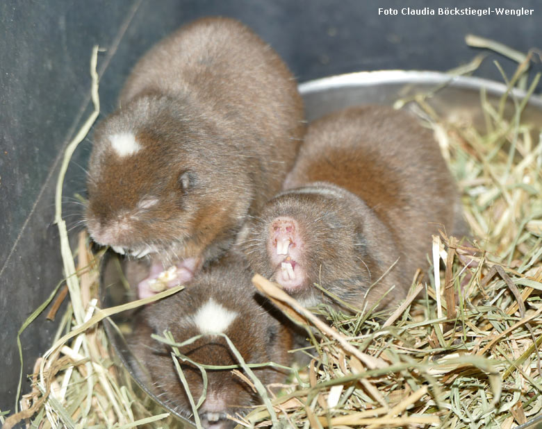 Sambische Kleingraumulle am 23. Dezember 2017 im Großkatzenhaus im Grünen Zoo Wuppertal (Foto Claudia Böckstiegel-Wengler)