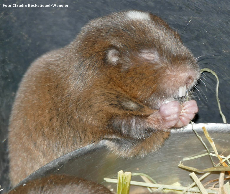 Sambischer Kleingraumull am 23. Dezember 2017 im Großkatzenhaus im Zoologischen Garten Wuppertal (Foto Claudia Böckstiegel-Wengler)