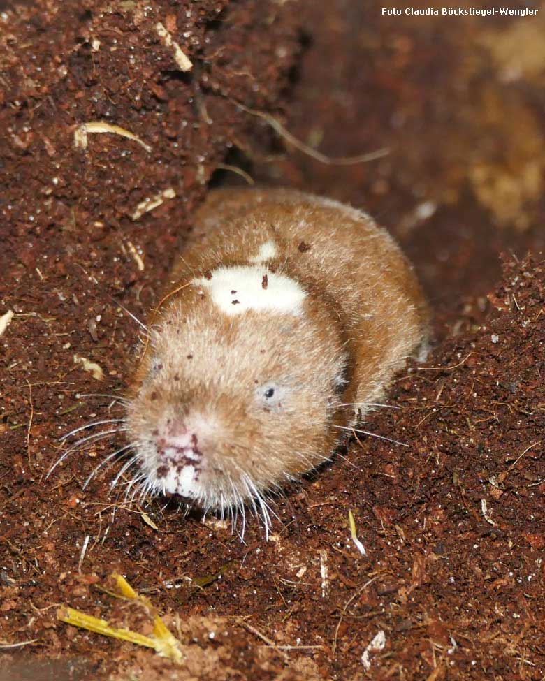 Sambischer Kleingraumull am 1. August 2018 im Schaugehege im Großkatzenhaus im Grünen Zoo Wuppertal (Foto Claudia Böckstiegel-Wengler)