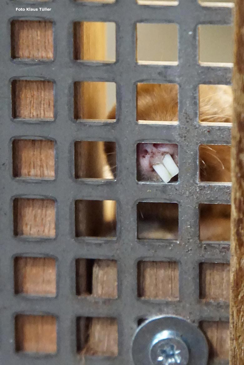 Sambischer Kleingraumull am 4. November 2018 im Großkatzen-Haus im Grünen Zoo Wuppertal (Foto Klaus Tüller)