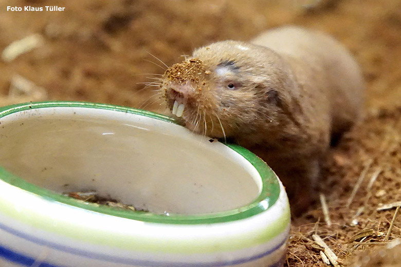 Sambischer Kleingraumull am 4. November 2018 im Großkatzen-Haus im Wuppertaler Zoo (Foto Klaus Tüller)