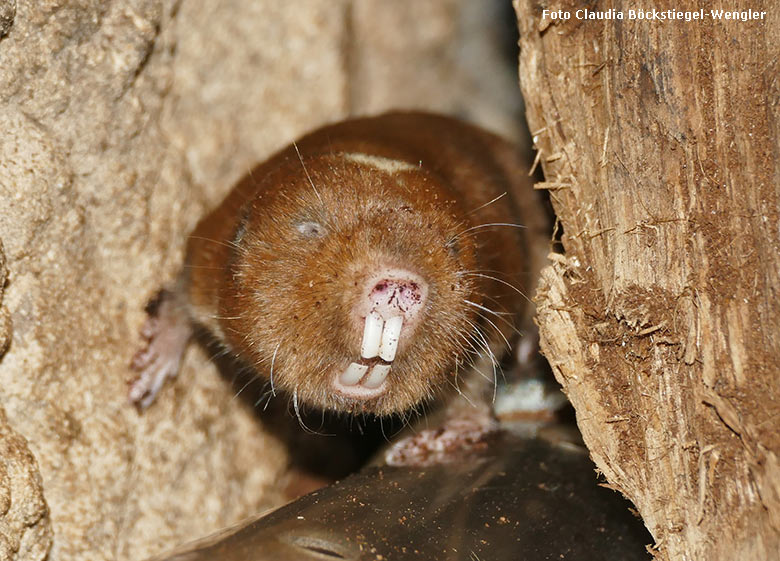 Sambischer Kleingraumull am 26. Februar 2019 im Großkatzenhaus im Grünen Zoo Wuppertal (Foto Claudia Böckstiegel-Wengler)