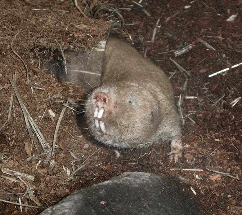 Sambischer Kleingraumull am 13. April 2019 im Schaugehege im Großkatzen-Haus im Grünen Zoo Wuppertal