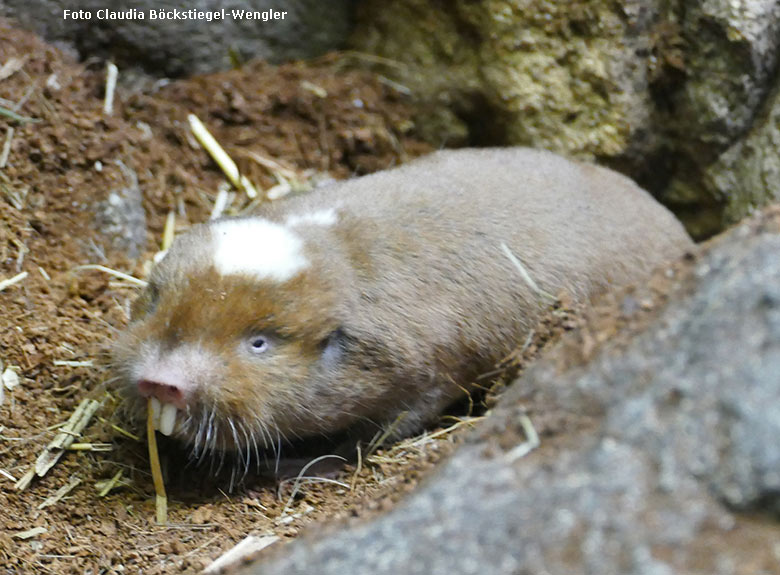 Sambischer Kleingraumull am 29. April 2019 im Schaugehege im Großkatzen-Haus im Grünen Zoo Wuppertal (Foto Claudia Böckstiegel-Wengler)